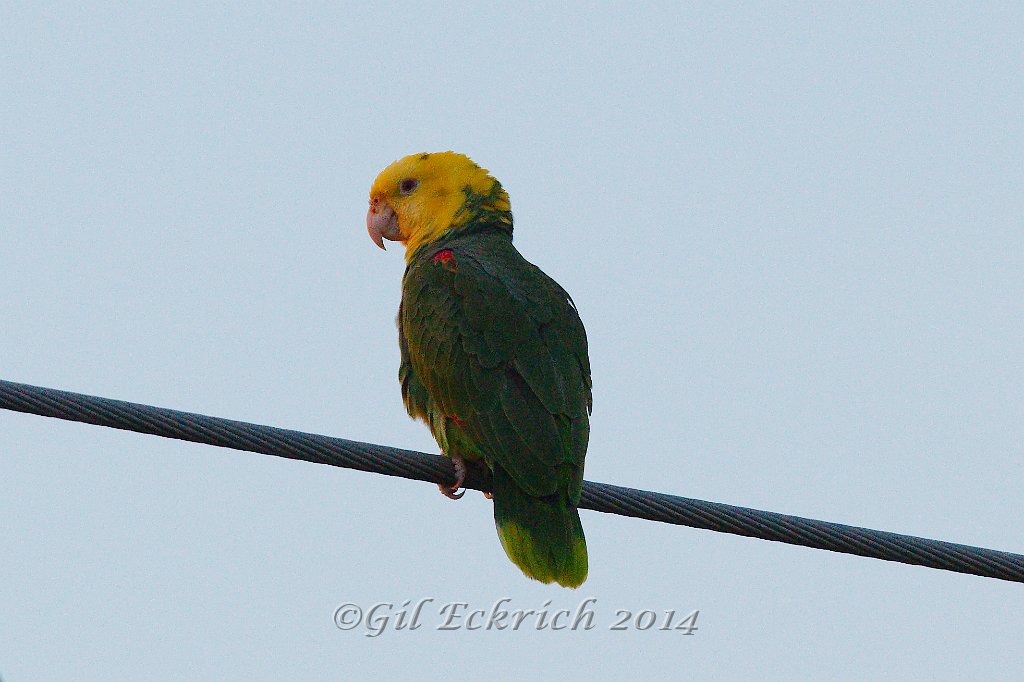 Yellow-headed Parrot 2014-01-25_4.jpg